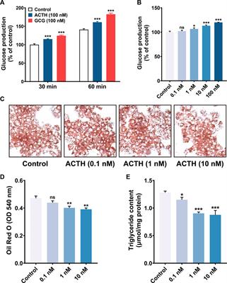 Characterization of the chicken melanocortin 5 receptor and its potential role in regulating hepatic glucolipid metabolism